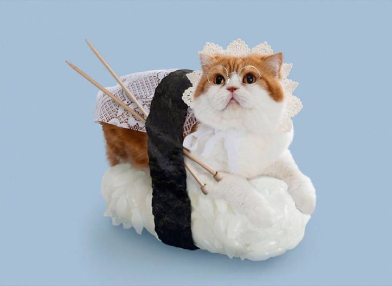 Pop Como Gatos De Rollos Picture Vestidos Sushi l1TKcFJ